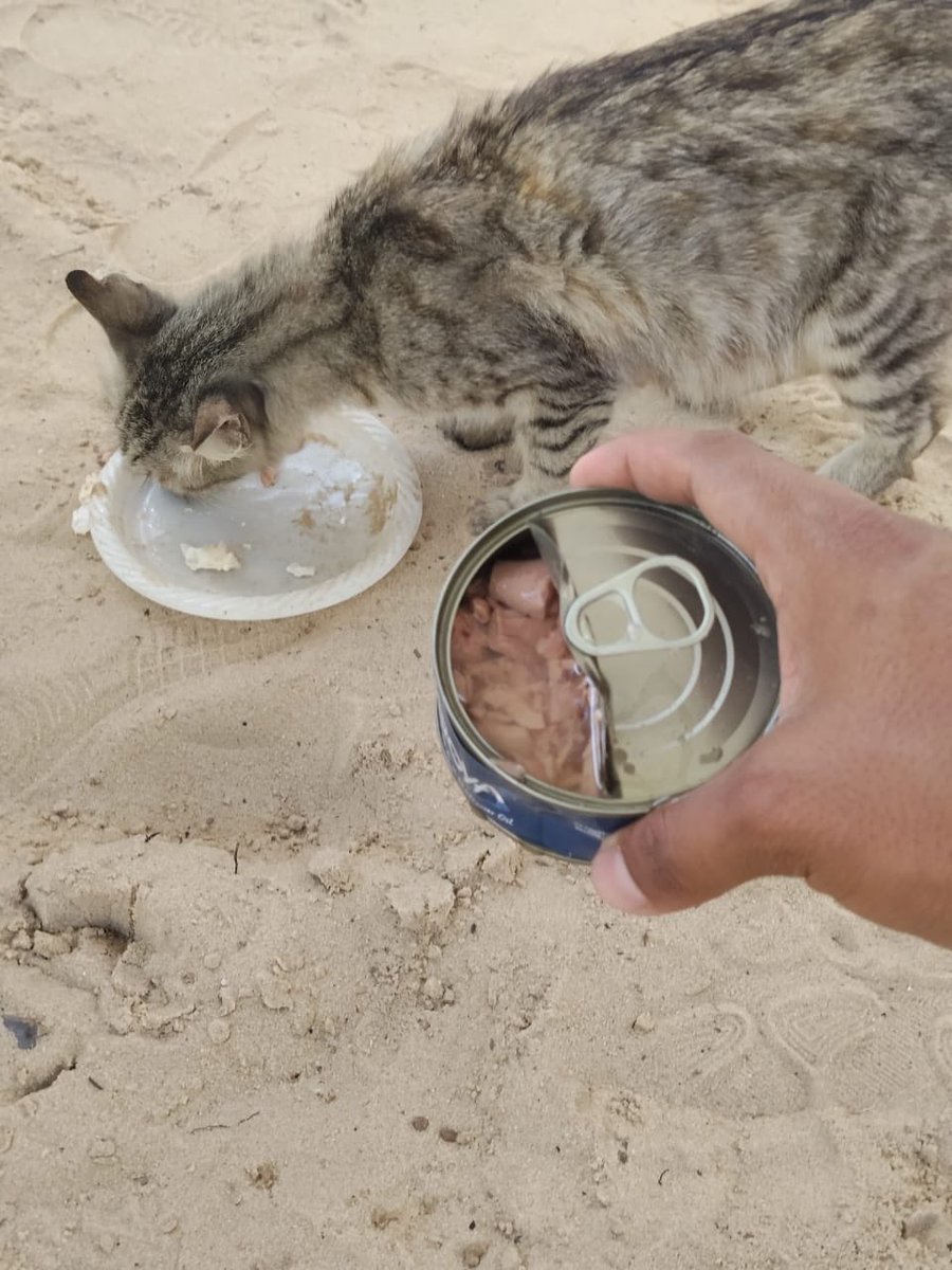 atta_jabour's tweet photo. We are still caring for this cat and providing her with whatever food and attention we canβ¦
She stays close to us all the time, as if she knows we are trying to save her from this harsh reality.
But she is still weak and needs people to stand by herβ¦
Please donβt leave her alone, she needs you more than you can imagine.
https://t.co/zRnMWKGgX8