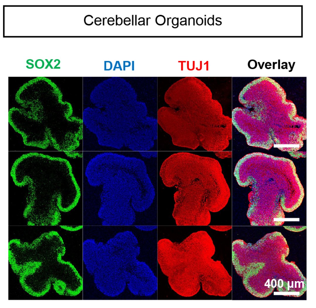 Organoid News tweet media