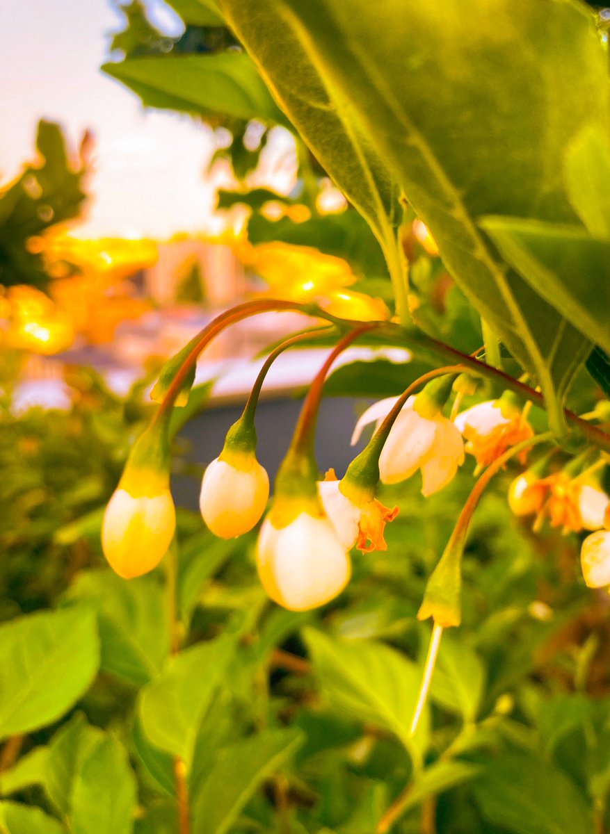 hirokiuchiyama's tweet photo. Instagramを更新しました⬇️
https://t.co/HcAFdAE7WS
【夕焼けの中のエゴノキ(Japanese Snowbells in the Sunset)】Yesterday(Sunday, May 10, 2026

昨日の投稿と同じ場所で同じ時間に撮った写真です。エゴノキの花は蕾も可愛いよ✨
#HirokiPhotoDiary2026 #花 
#エゴノキ #Snowbell #屋上 
#夕焼け https://t.co/Y9kN5zo2IC