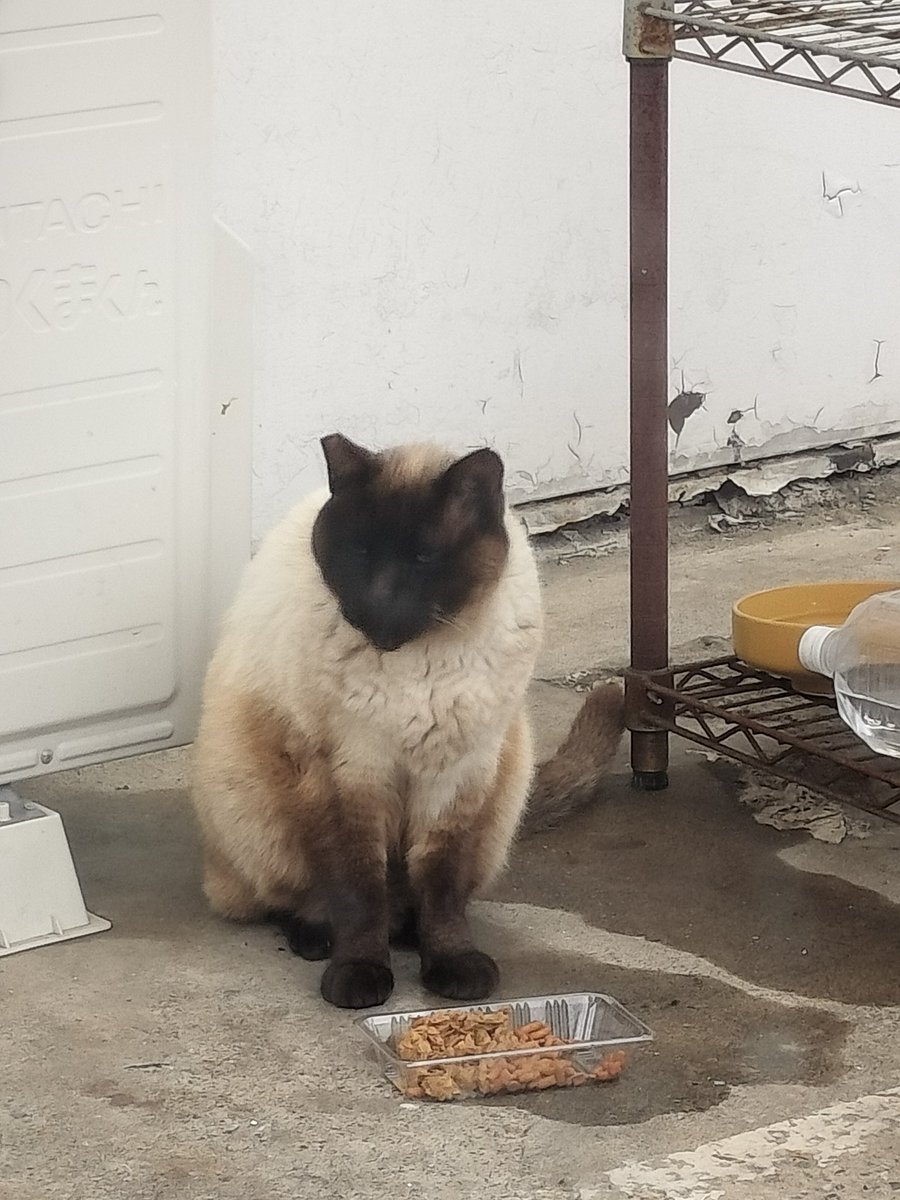 hub_worker's tweet photo. 長く地域の方々に愛された地域ねこが、旅立った。

自分にとって仕事がうまくいかず、落ち込んでいる時に話しかけてくれたり、残業の帰り際に見送ってくれる大事な存在。

出会って約3年。

癒してくれてありがとう。

ゆっくり休んでほしいな。 https://t.co/WjPbXthv0m