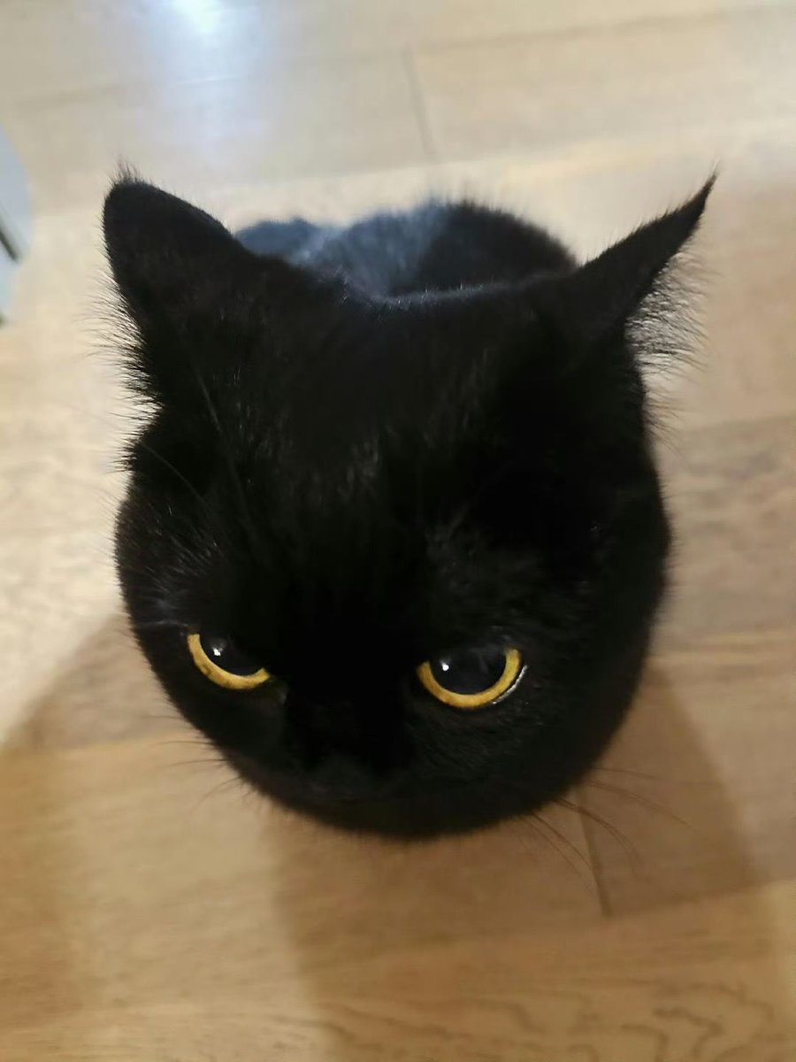 cutest cats tweet media