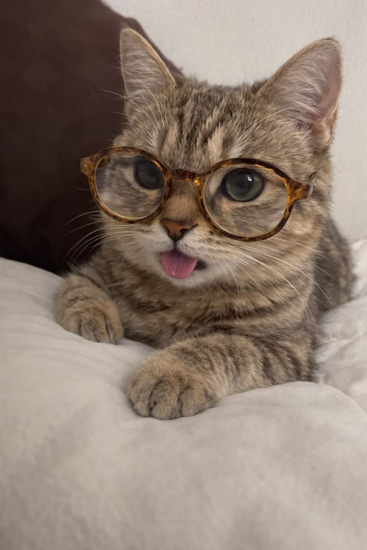 cutest cats tweet media