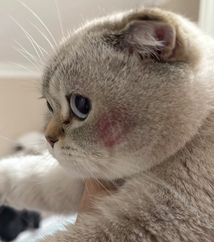 cutest cats tweet media