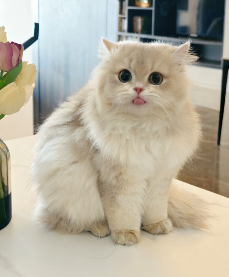 cutest cats tweet media