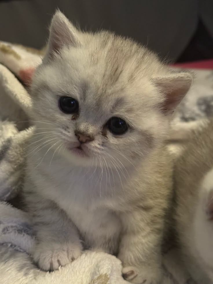 cutest cats tweet media