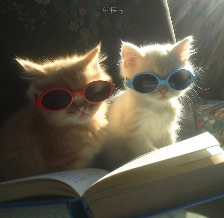 cutest cats tweet media