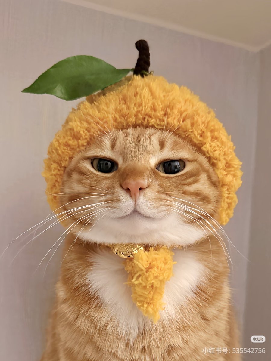 ชลน แมวส้มแท้ๆ 🐱 tweet media