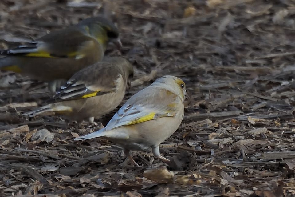 maruyama1956's tweet photo. 2026年2月23日　東京　井の頭公園にて
オオカワラヒワの色変種　
100羽以上のカワラヒワとオオカワラヒワが群れでイヌヒデやアカヒデの実などを夢中で採餌 https://t.co/uXzyu0xghz
