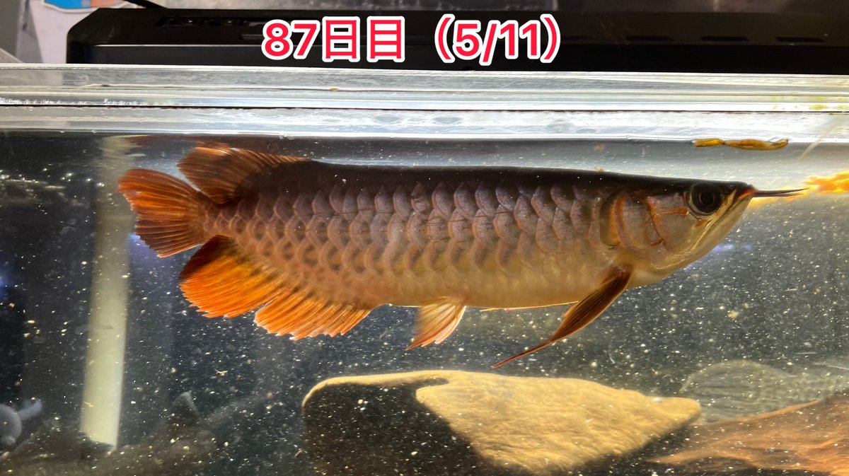 メタボハゲ魚ボルグ tweet media