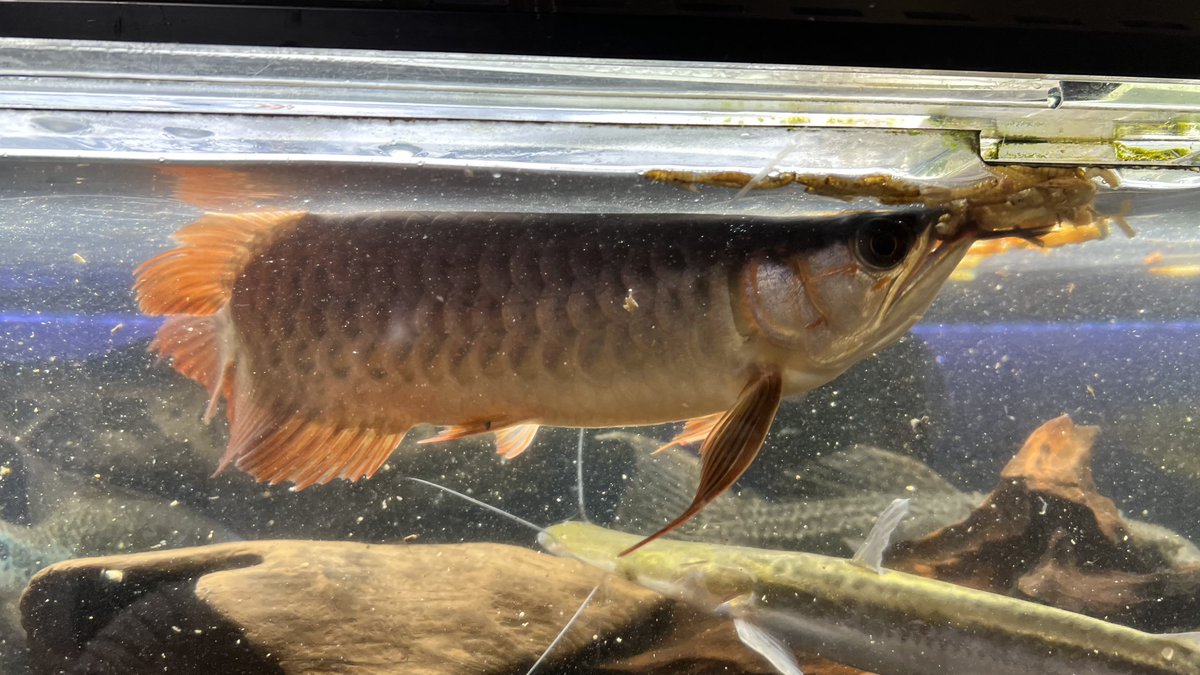 メタボハゲ魚ボルグ tweet media