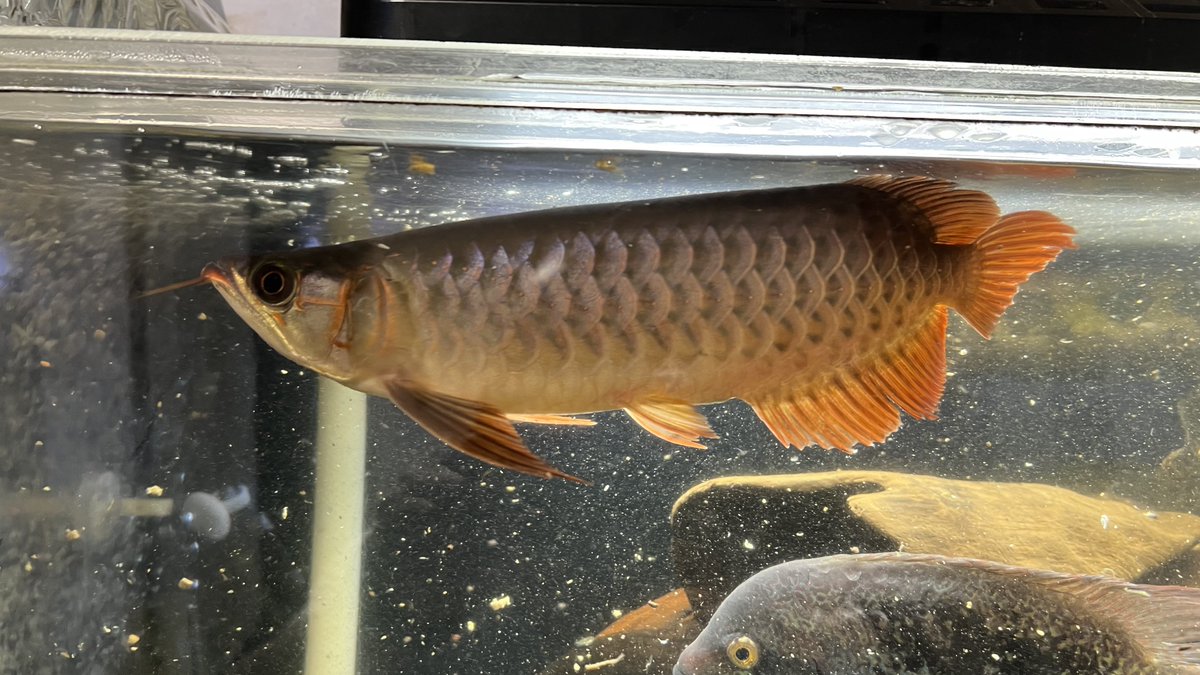 メタボハゲ魚ボルグ tweet media