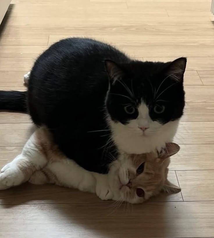 cutest cats tweet media