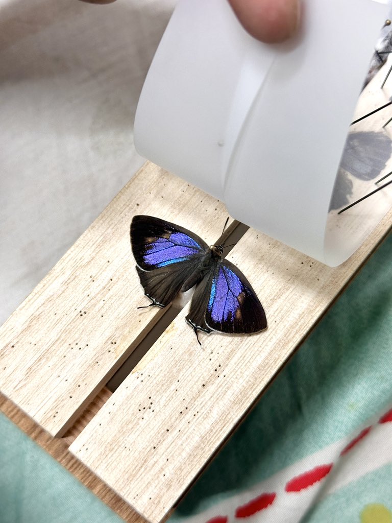 insect_hcc's tweet photo. ！！！！！！紫色？？？？？？ https://t.co/f1E1ghOrbs