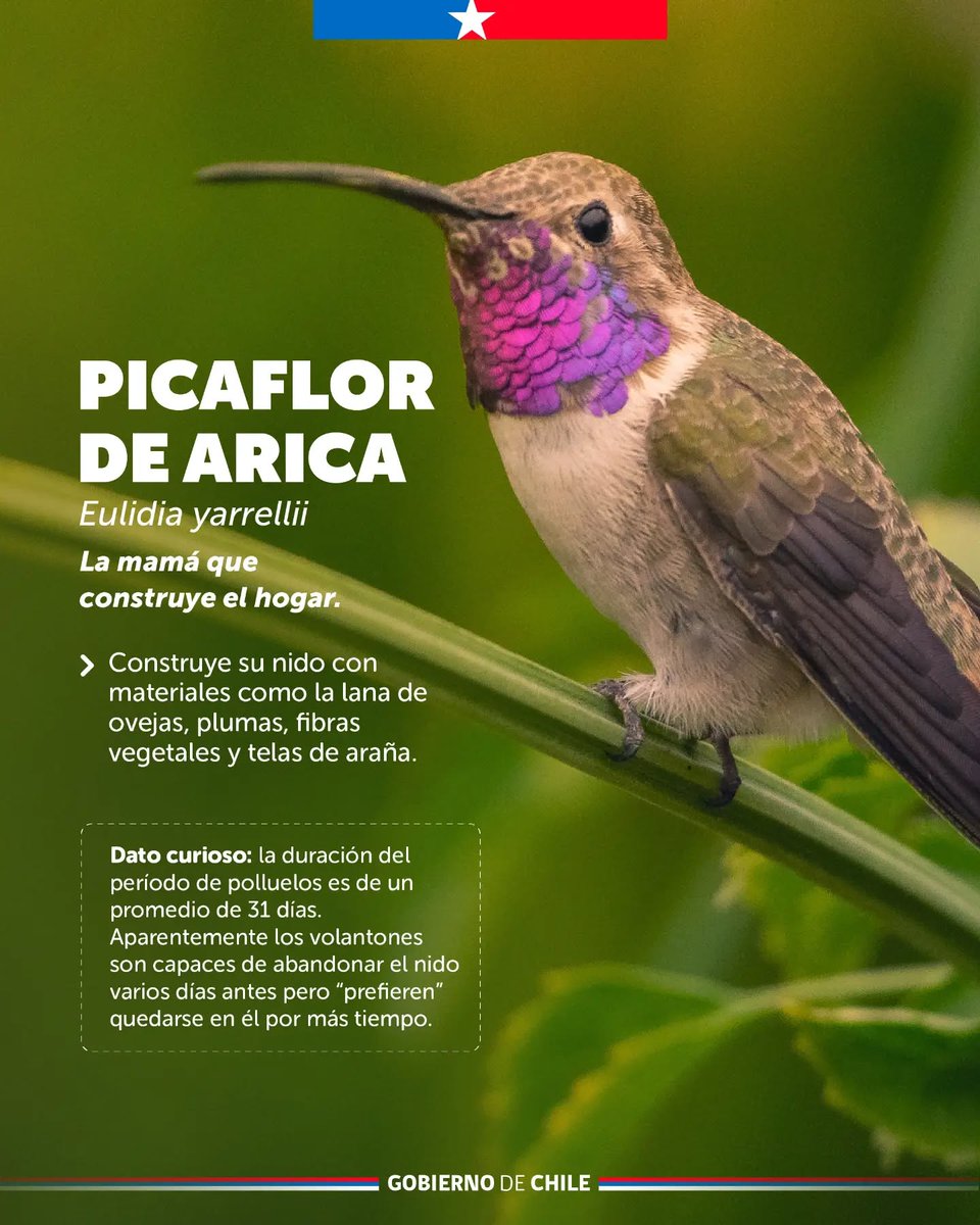 Seremi M.A. Arica y Parinacota tweet media