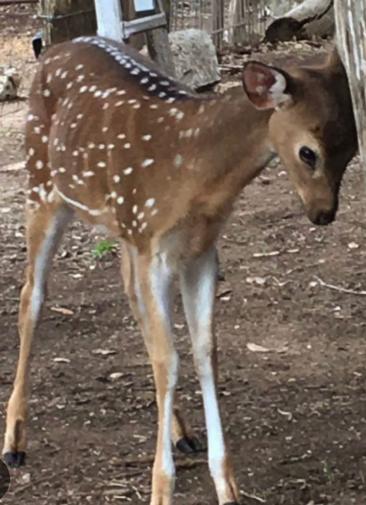 NotStr8Deer's tweet photo. I can do it I can do it I can do it I can do it I can do it https://t.co/XUURaQz7Ai