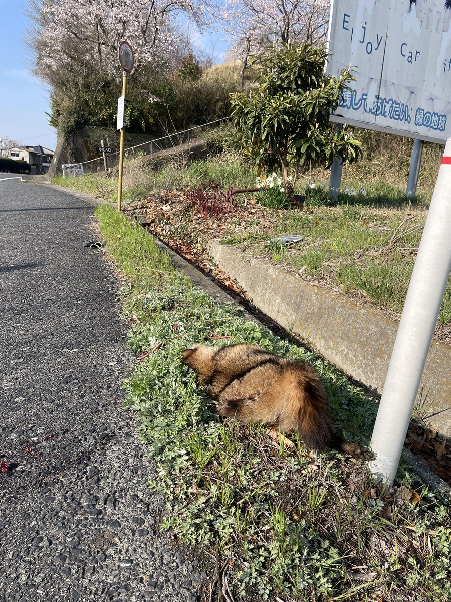シェンメイマコト tweet media