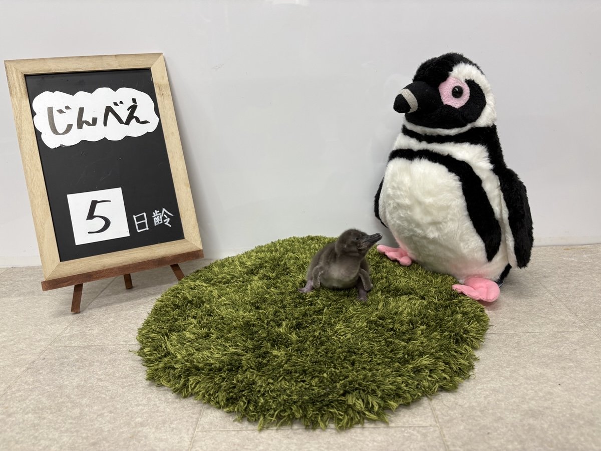 TMEtrades's tweet photo. Very cute 🥰 

Jinbei https://t.co/TOyJMq3dZG