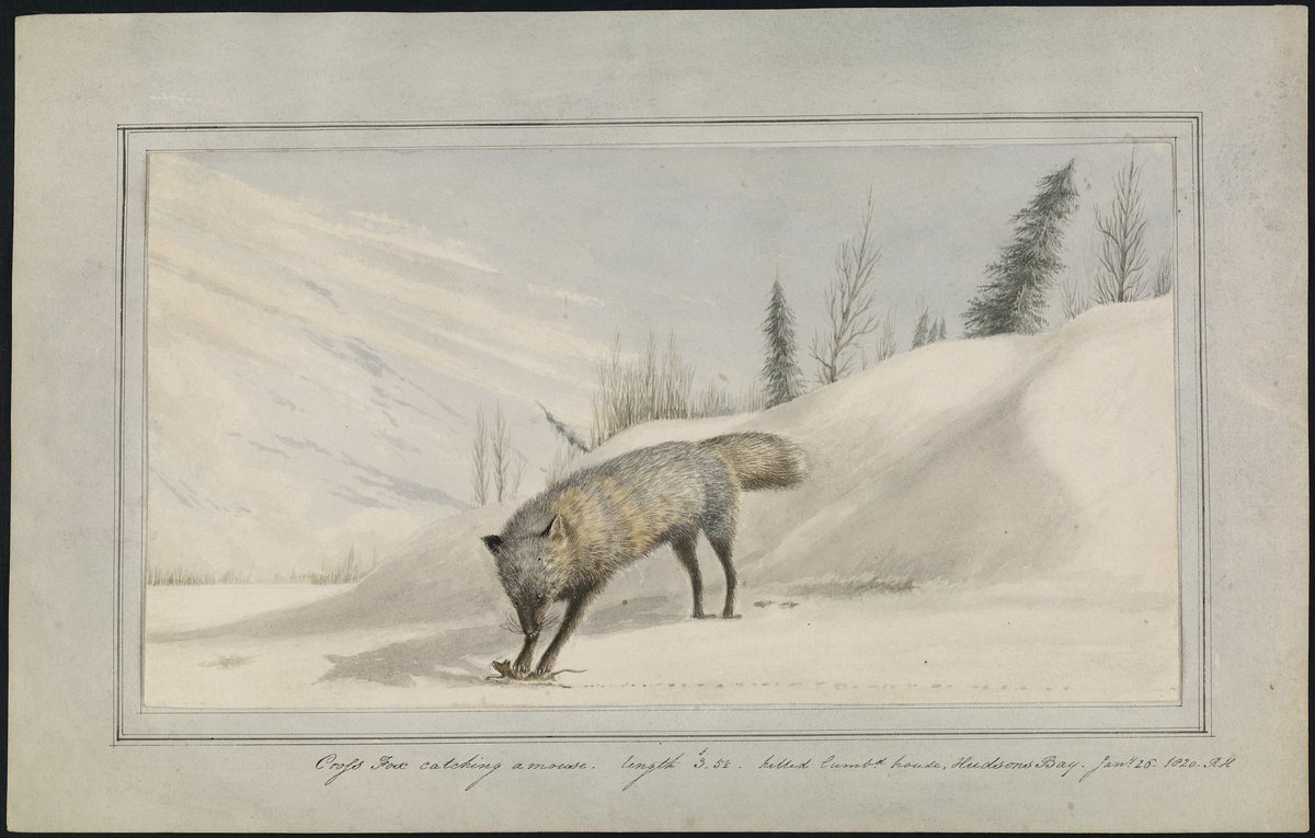 Library and Archives Canada tweet media