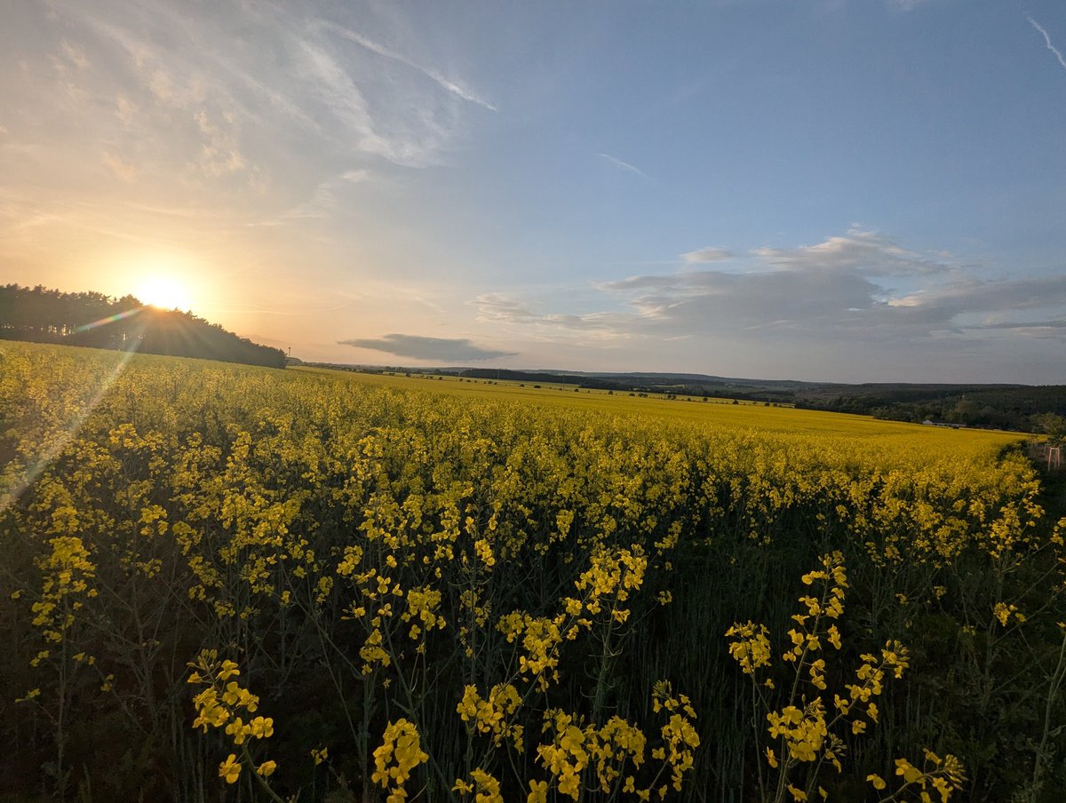 hedvikaduchan's tweet photo. チェコ🇨🇿は今の時期、菜の花が満開。地平線迄続く黄色い絨毯が見れるのは今の時期だけ。時間を忘れて見ていられる光景。
#チェコ旅行中 
#チェコ 
#チェコへ行こう 
#プラハ旅行中 
#花
#ヨーロッパ 
#チェコ旅行計画中 
#ヨーロッパ旅行中 https://t.co/L7WShIlVcC