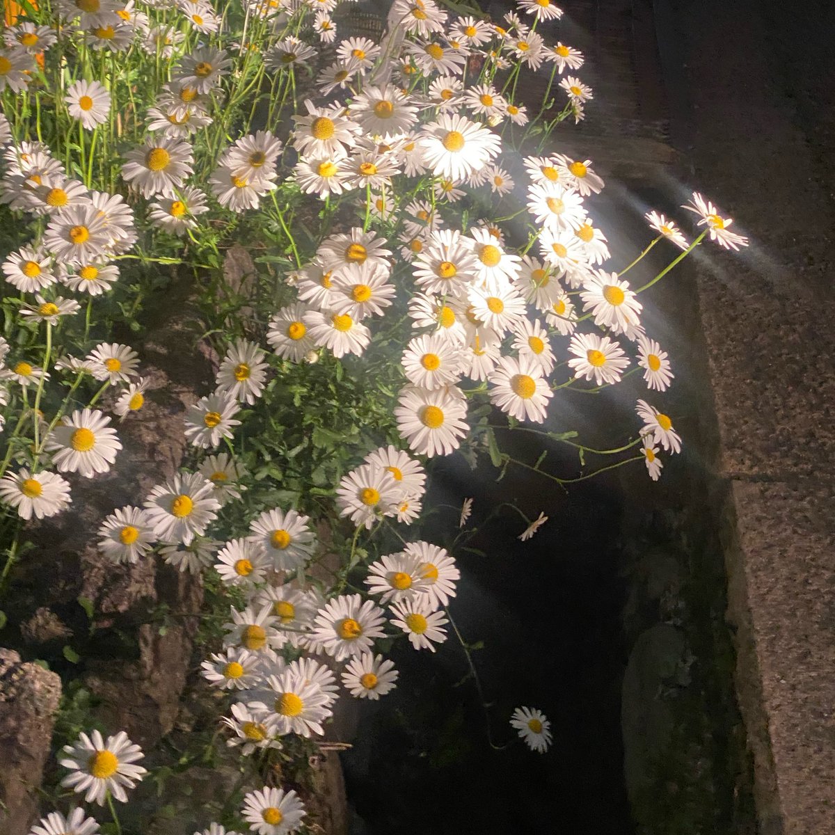 u60i6za's tweet photo. 砂の美術館-スペイン編
今年も圧巻のクオリティでした💃

あと、光に照らされて綺麗な花 https://t.co/lsztr1szay