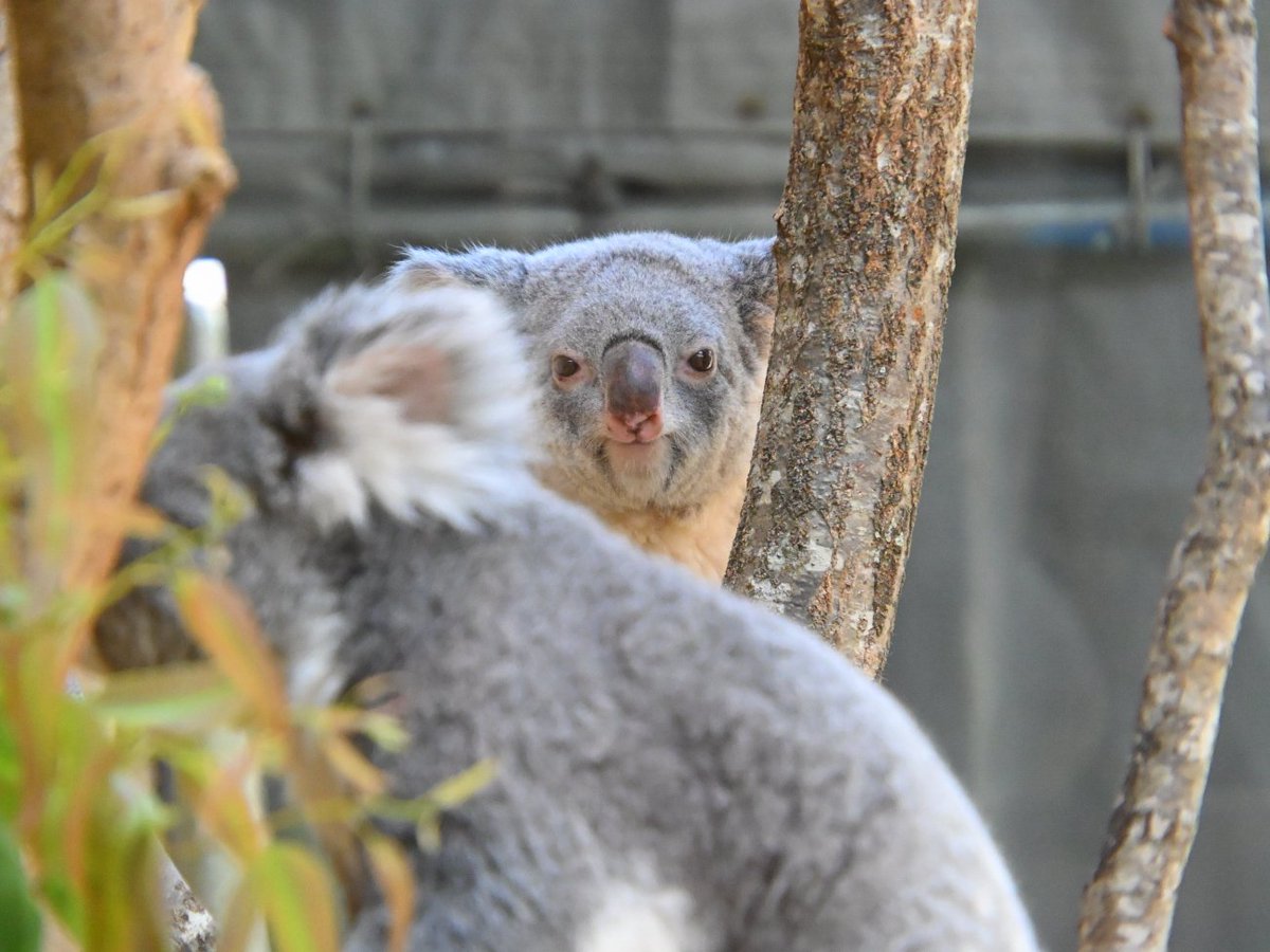 🐨シェリー🥞☕ tweet media