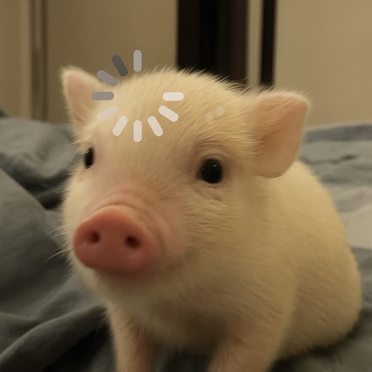 โอเล่จัง🐽 (𝐠𝐠‎.) tweet media