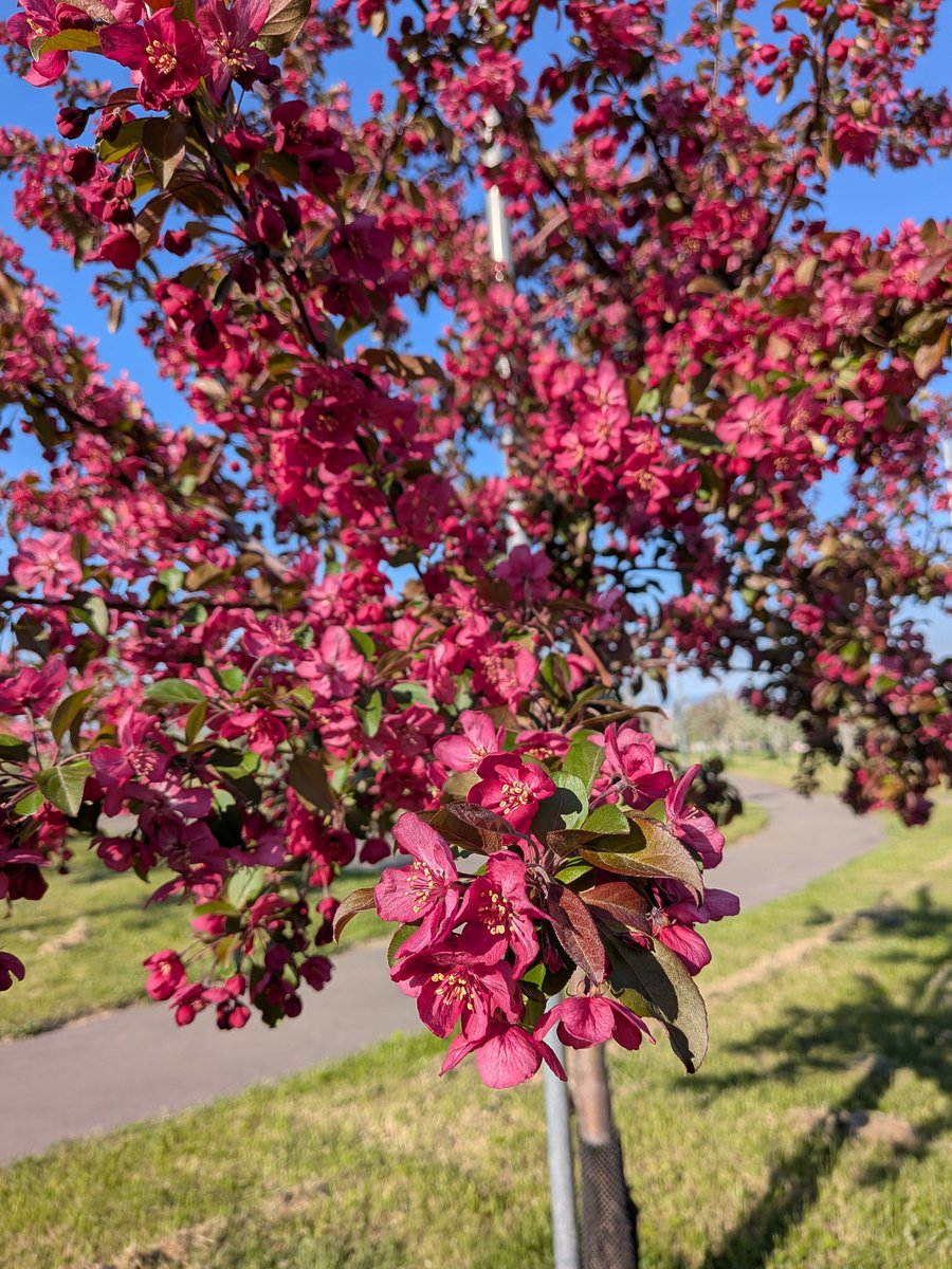 senrrri's tweet photo. 弘前市りんご公園のりんごの木
初めてりんごのお花見できました🥰💕 https://t.co/Gt6f1dzKZG