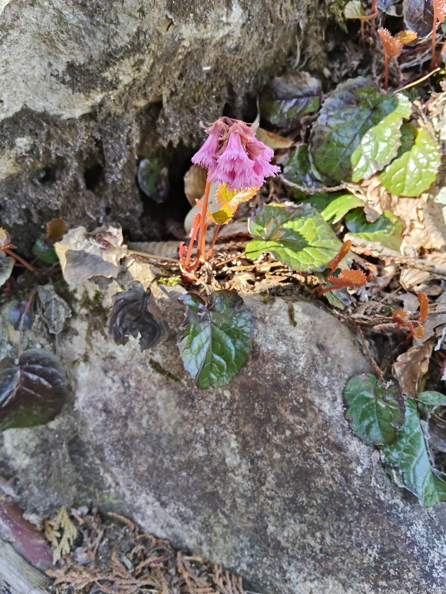 NAlps_Sikadeer's tweet photo. 先日、シカの生息状況や植生調査の下見等の為に爺ヶ岳に登ってきました！

下の方ではニリンソウやイワカガミ、ホンシャクナゲ等が咲いていましたが、山頂付近はまだまだ雪景色でした https://t.co/mpUncmo2kA