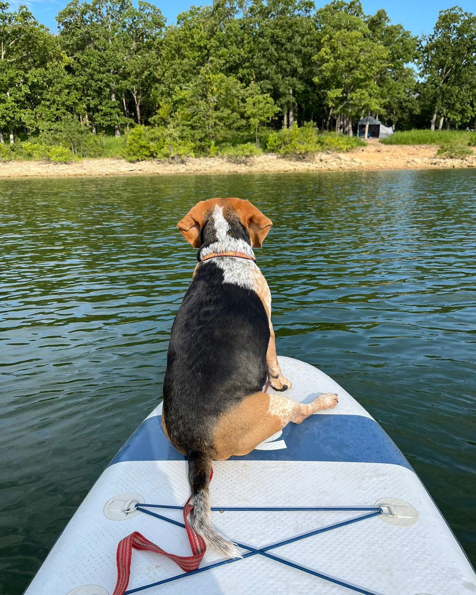 Beagle Facts tweet media