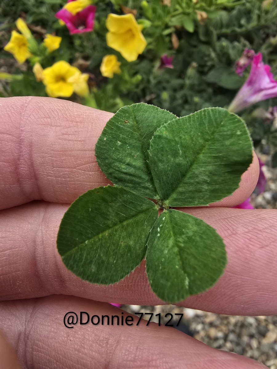 Don 🇺🇲🍀 tweet media