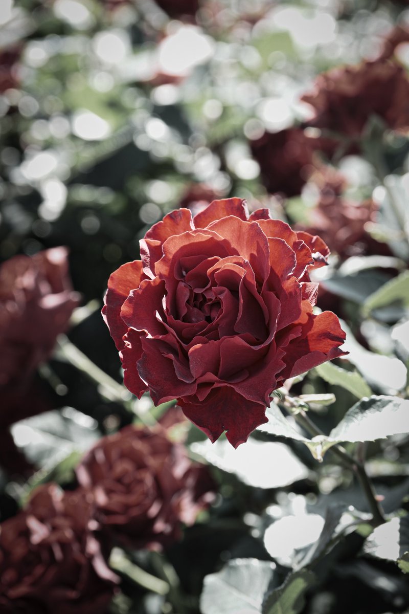 pumpkin06b's tweet photo. #photography
#薔薇 https://t.co/Jg1nPeYJbe