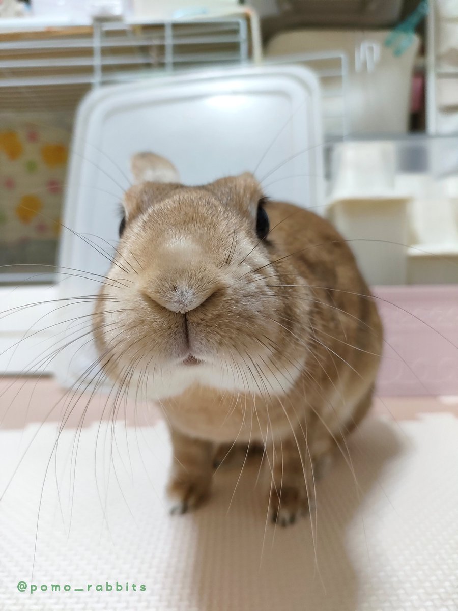 ぽもちゃ₍ᐢ ˶• ⩊ •˶ ᐢ₎ tweet media