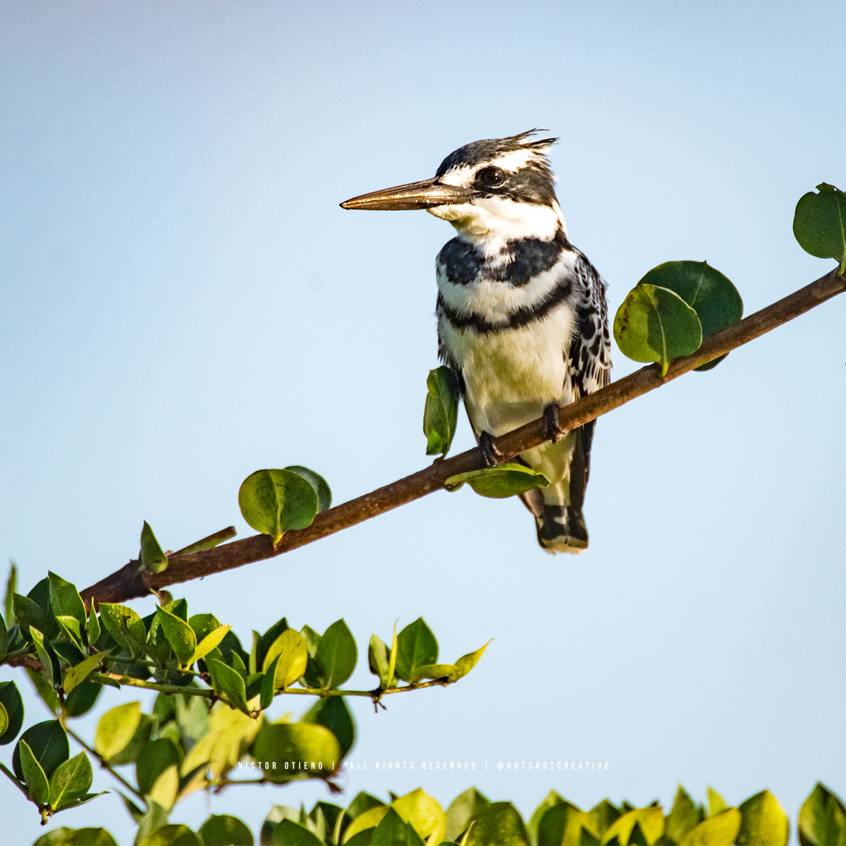 hotshotcreative's tweet photo. Pied kingfisher (Ceryle rudis), Nairobi National Park #BirdPhotography #BirdsofKenya https://t.co/AVxaW2TAKt