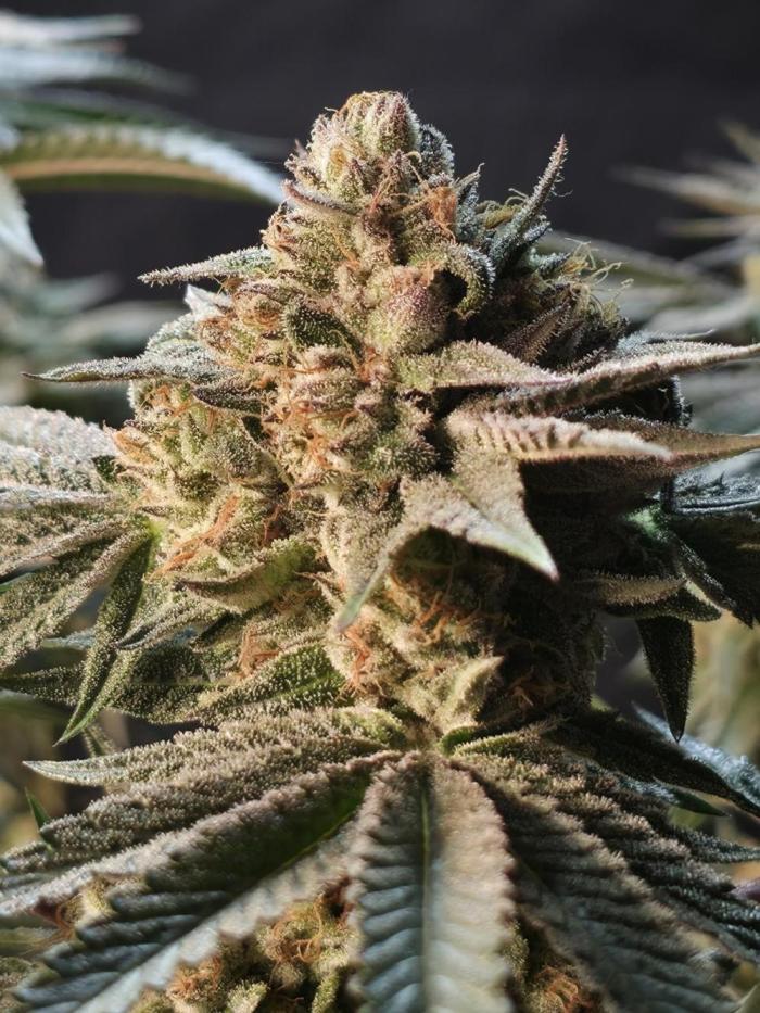 🍒🎬 Studio Cherry
by <a href="/wizard_trees/">Wizard Trees</a>

Run by GrowerBaal — heavy engagement and a beautiful presentation. Rich cherry candy vibes with that polished modern look 👀

Fed with PLAGRON 🌱