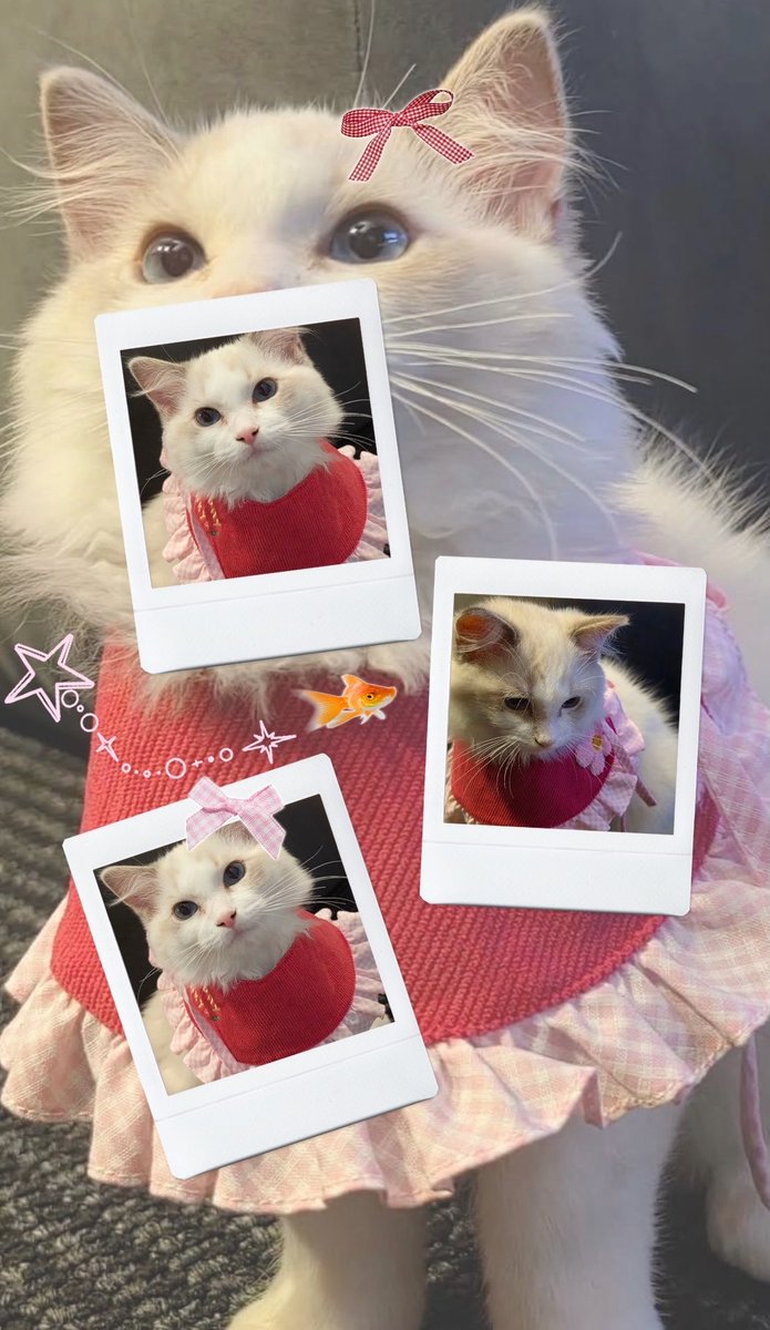 Kittychue☁️🌸 tweet media