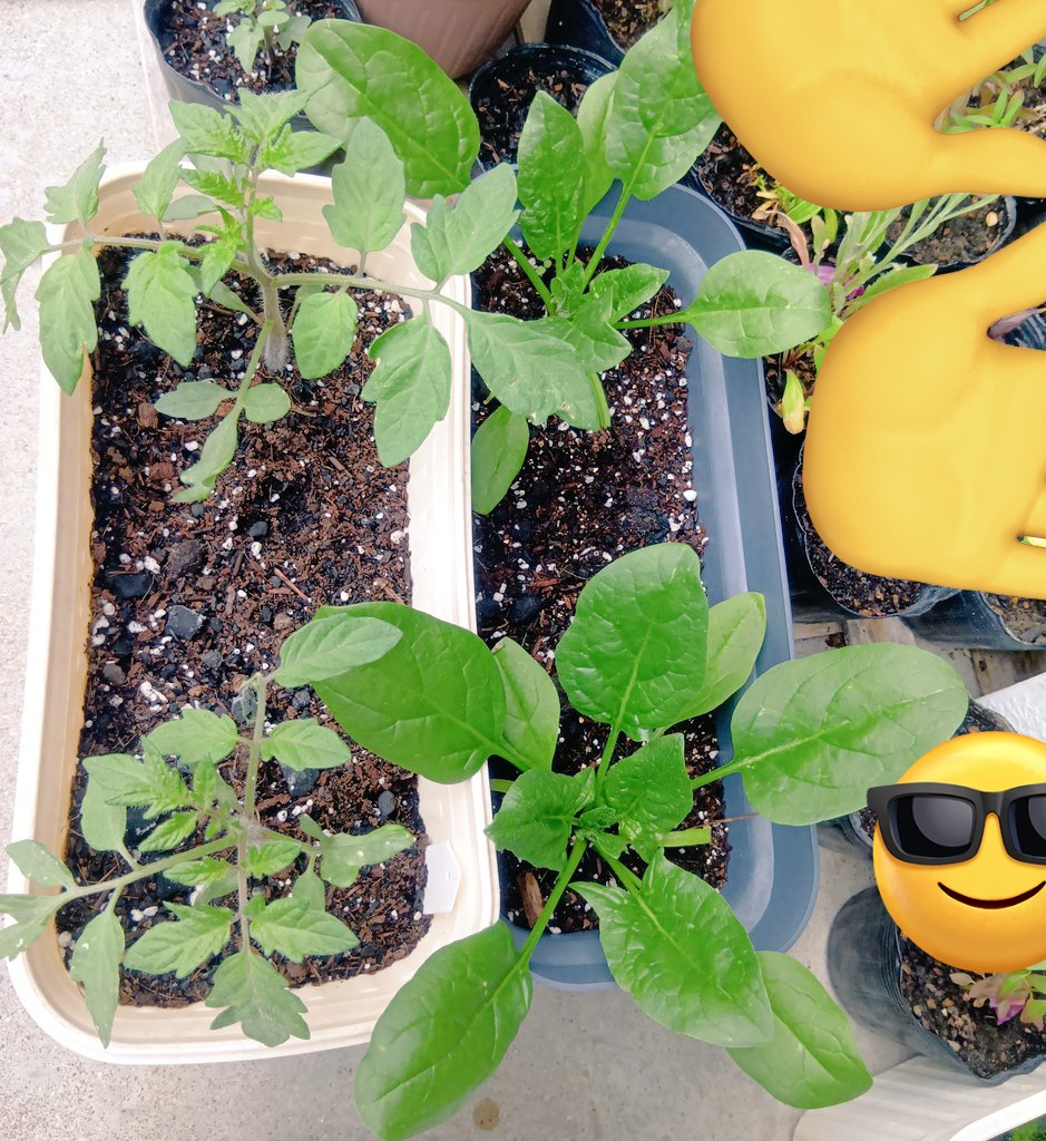 aousa1209's tweet photo. 順調にミニほうれん草育ち中🥬 https://t.co/4xE9IG8ugV