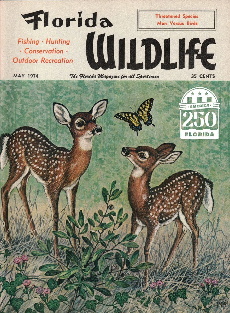MyFWC's tweet photo. If you spot fawns alone, don’t worry, their mother is likely nearby. Deer often leave their young hidden while they forage for food, frequently returning to nurse and care for them. The best thing you can do is admire from a distance and leave the fawns where they are. @America250FL 

#OldFlorida #FLHeritage #FloridainFocus