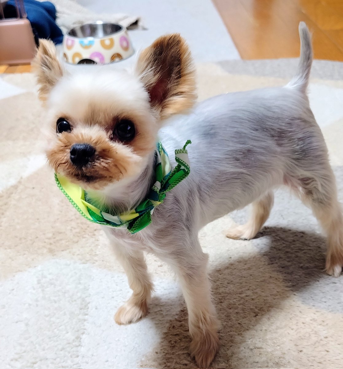 chipkun55's tweet photo. トリミングに行って来たよ
バンダナ似合うでしょ https://t.co/Q1A1cj1Xbi