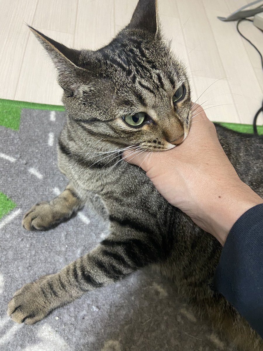 いえもり tweet media