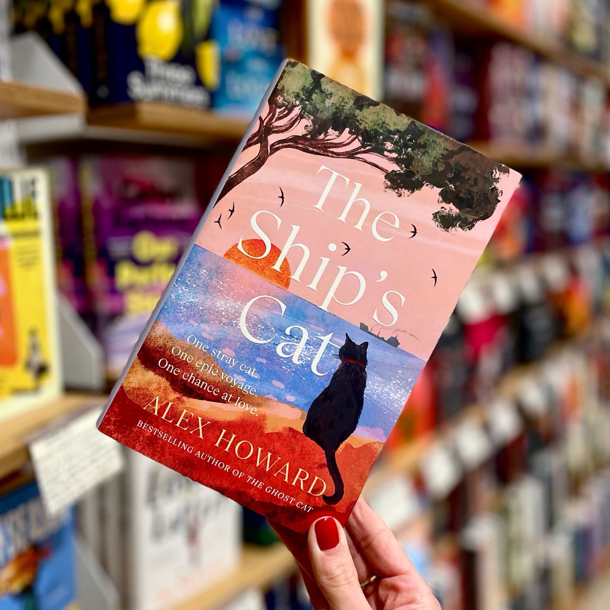 Waterstones's tweet photo. Out now! Following a London stray who accidentally ends up sailing the world and becomes a legend among seafarers, THE SHIP'S CAT is Alex Howard's heartwarming tale of adventure, friendship and belonging: https://t.co/BTUsfCRyk3 https://t.co/MzlgGZsM49