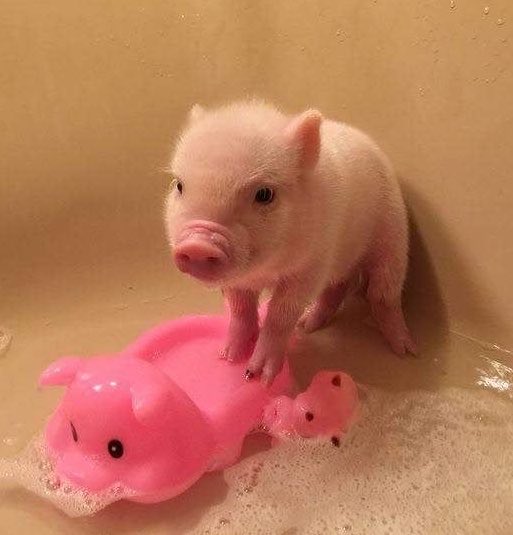 คุณหมูป๋อมแป๋ม🐷💦