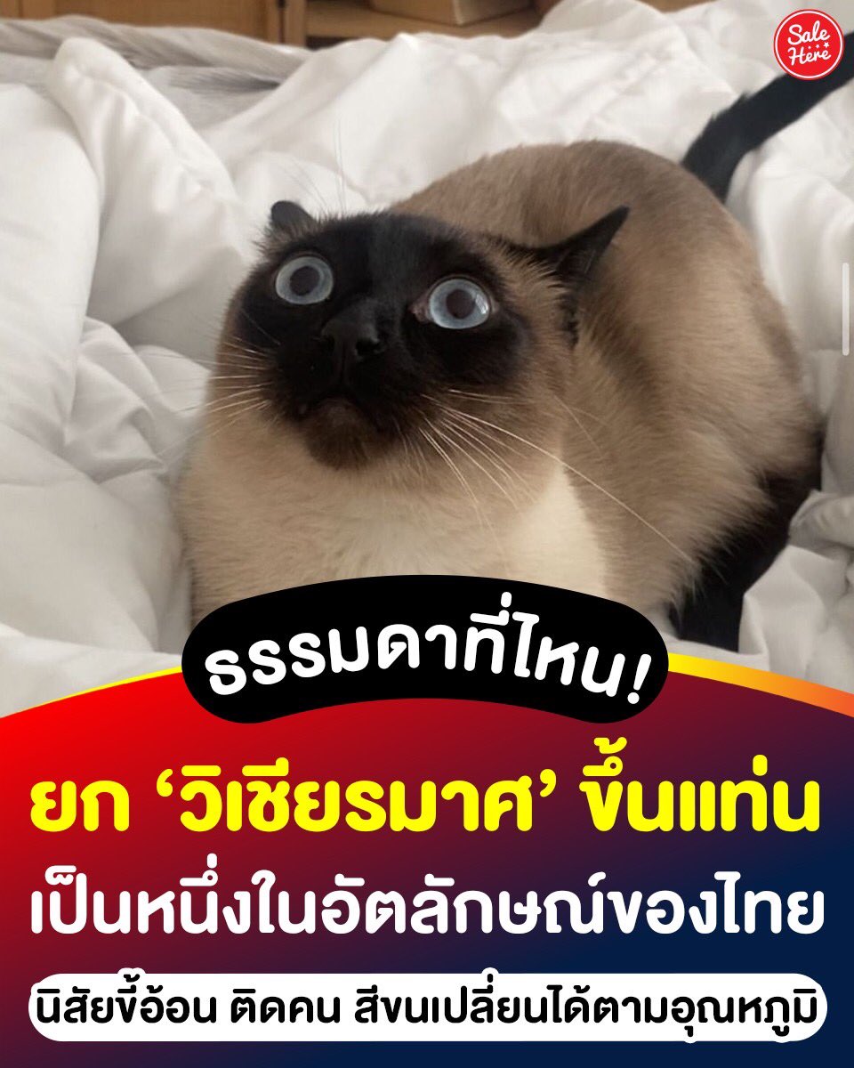 Sale Here - อะไรลดเรารู้ tweet media
