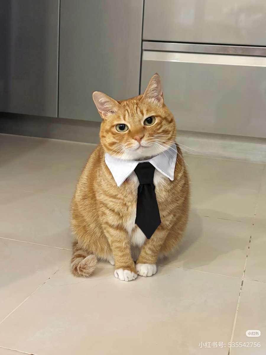 ชลน แมวส้มแท้ๆ 🐱 tweet media
