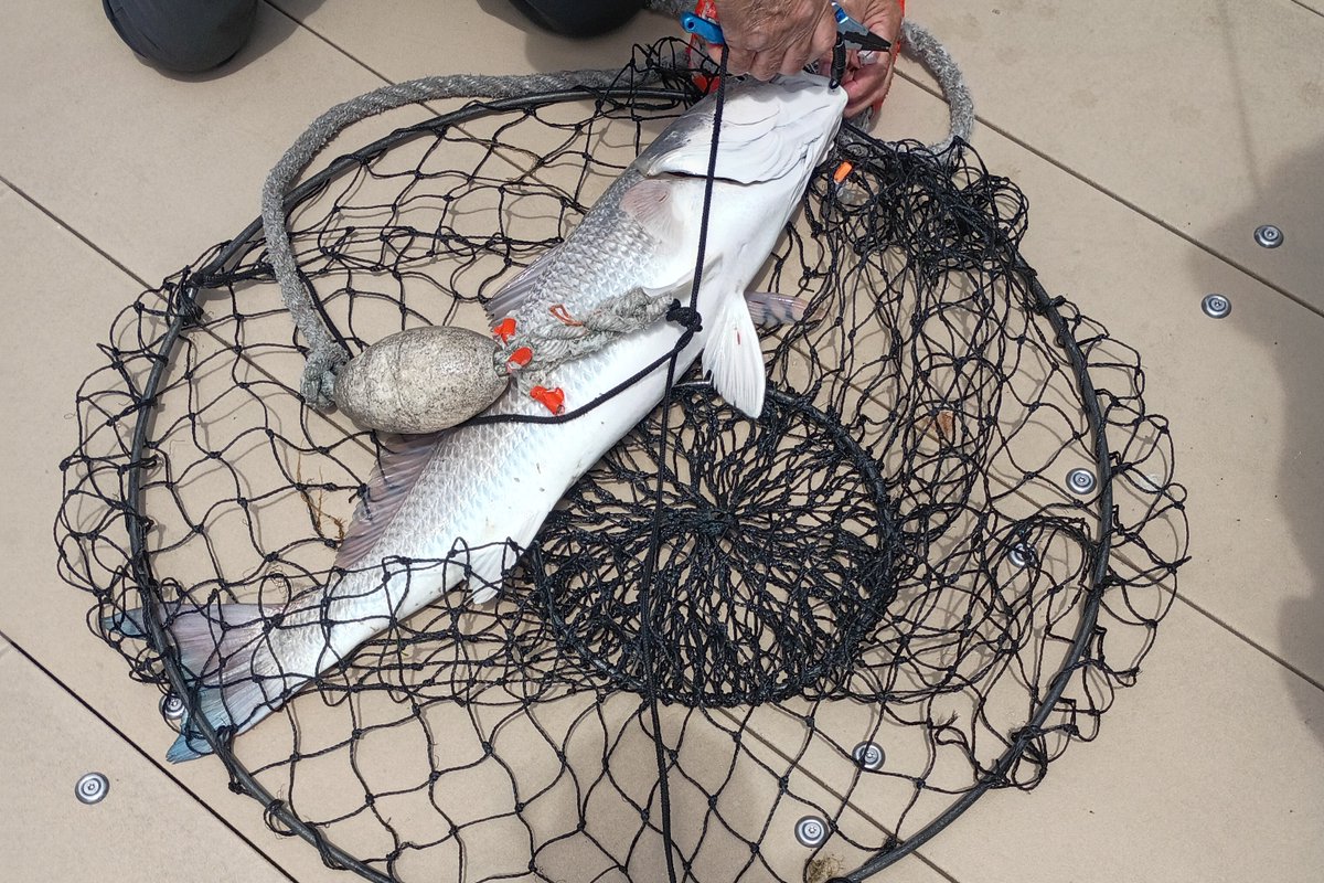 jennettespierob's tweet photo. #BLUEFISH run. #RED_DRUM came over the rail yesterday. #Cloudy, warm and nice outside today. There's a gentle NW breeze at 8 knots. https://t.co/iDGCEd0VDs