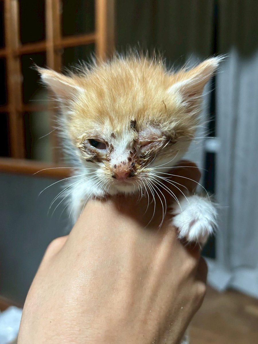 動物愛護団体ワンワンニャイン tweet media