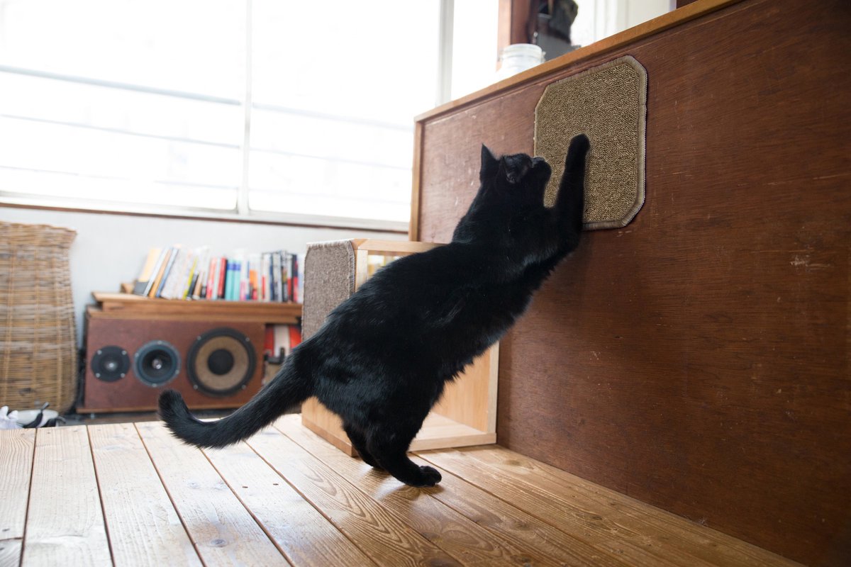nyandstyle's tweet photo. ＊なるほど猫知識＊
爪とぎグッズは、リビングなど猫が良くいる場所、またはよく目立つ場所においてあげることがポイント。

多頭飼いの場合でも、１匹１匹に相当する十分な数の爪とぎグッズを用意してあげるのが好ましいとされています🐈✨

☞https://t.co/ImEGQWcUsc https://t.co/ZZ3vokLXMy