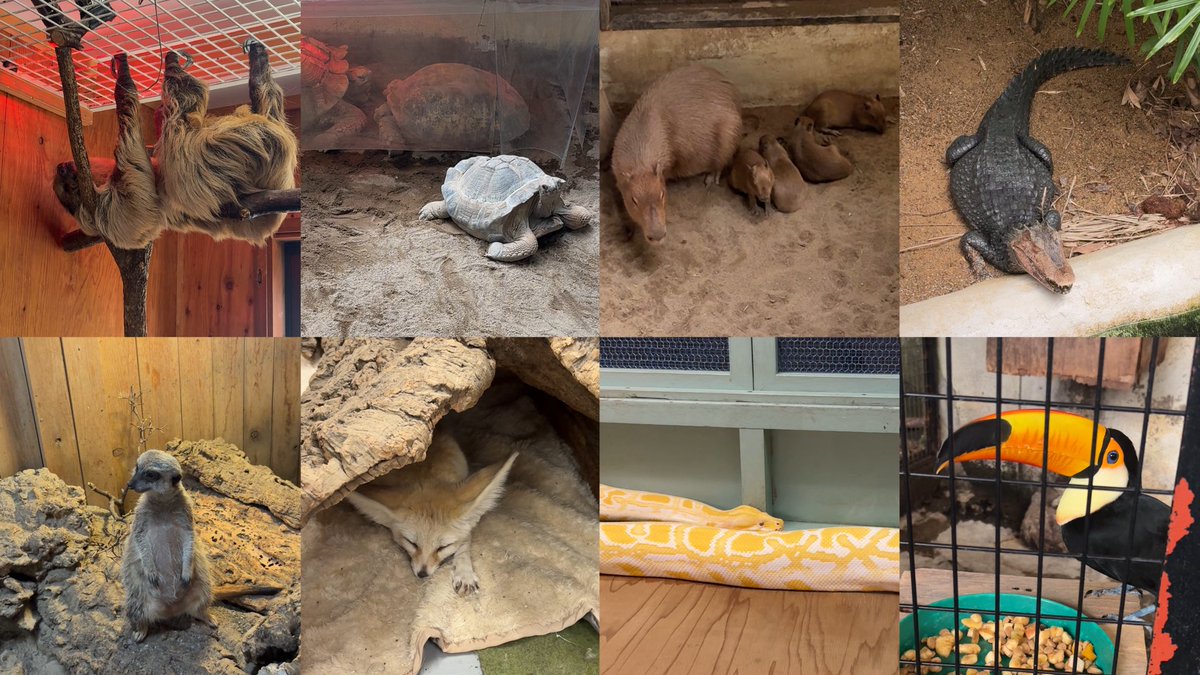__o0nan's tweet photo. 群馬県の草津温泉近くに"草津熱帯園"っていう動物園的な場所があるんだけど…本当に色んな動物と触れ合えて面白いから行ってみてほしい🥹珍しい生き物も沢山いて、触れたり餌やりできたり楽しい！これで入園料¥1,300って普通に安すぎると思う、文字に表しきれないので草津温泉行ったらマストVISIT‼️でお願いします