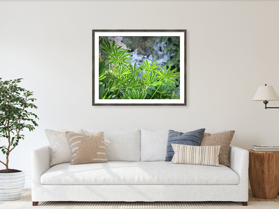 Ros_A_Turner's tweet photo. Vibrant green Lupin shrub leaves glowing against a soft, blurred garden background.
#BuyIntoArt #CreativeHomeStyling #BiophilicDesign #ModernBotanical #NatureInHome #ArtForCollectors #InteriorInspiration https://t.co/DDwL8DXskR