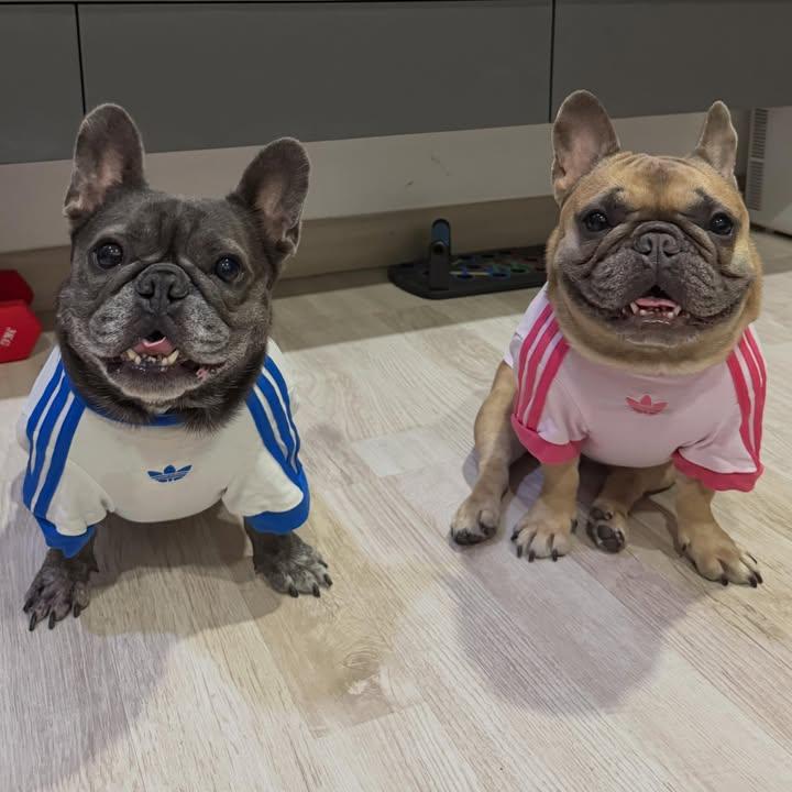 Frenchies squad tweet media