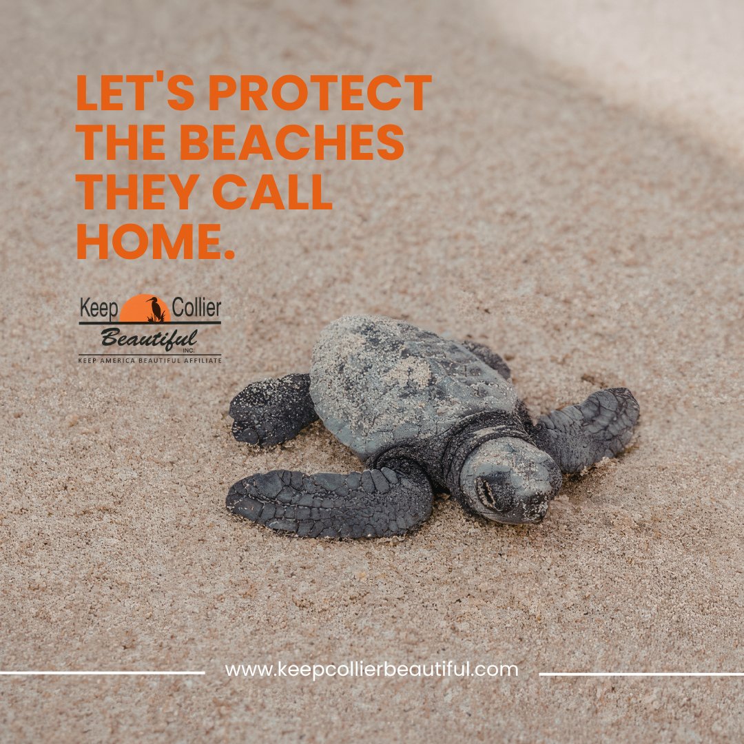 KCBFL's tweet photo. 🐢 May is here — and so is sea turtle nesting season in Collier County! 

Our job? Make sure litter, plastic, and debris aren't standing in their way. Let's protect the beaches they call home. 🌊 

#KeepCollierBeautiful #SeaTurtles #NestingSeason #ProtectOurWaterways #SWFL https://t.co/8PTVNodqee